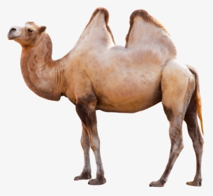 Jungle Animals Png - Long Can Camels Go Without Water, Transparent Png, Free Download