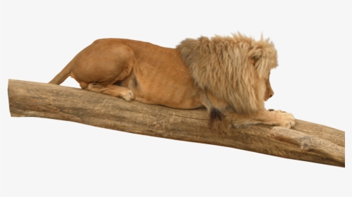 Lion Animal - Masai Lion, HD Png Download, Free Download