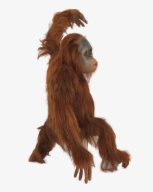 Figure,fur,fictional Character,costume - Orangutan Png, Transparent Png, Free Download