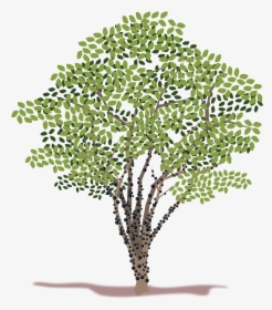Spring Tree Vector Clipart - Transparent Background Clipart Tree Vector Png, Png Download, Free Download