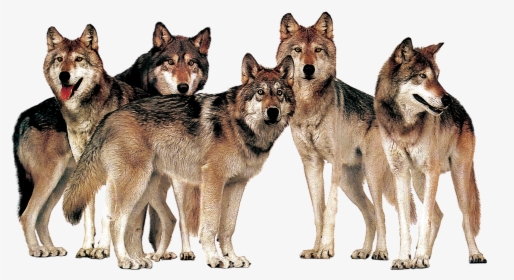 Pack Of Wolves Transparent Images - Wolf Pack Transparent Background, HD Png Download, Free Download