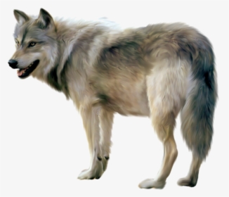 Wolf Painted Clipart Gallery High-quality Images Transparent - Wolf Transparent Background, HD Png Download, Free Download