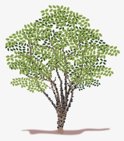 Spring Tree Vector Clipart - Jabuticabeira Png, Transparent Png, Free Download