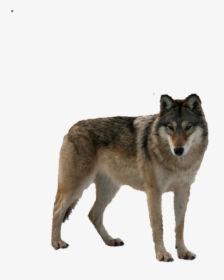Best Free Wolf Png Picture - Food Chain Of Gray Wolf, Transparent Png, Free Download