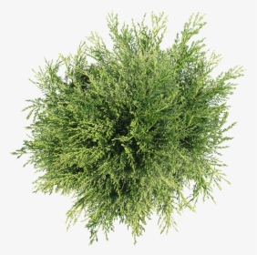 Bush Png Top View - Tree Png Top View, Transparent Png, Free Download