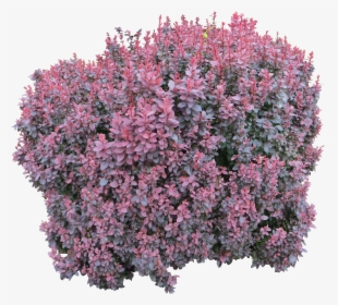 Tree Bush Png - Pink Flower Bush Png, Transparent Png, Free Download