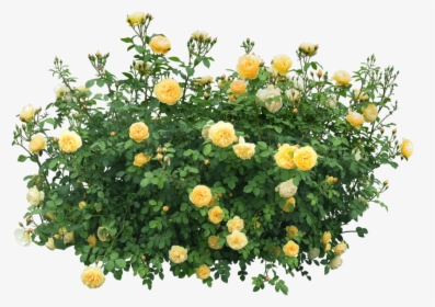 With Roses Free Images - Flower Bush Transparent, HD Png Download, Free Download