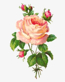 Corner Transparent Vintage Floral - Transparent Background Vintage Rose Png, Png Download, Free Download