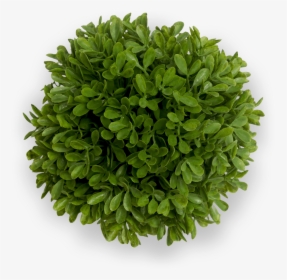 Organic Quality Takes Time - Bush Top View Png, Transparent Png, Free Download