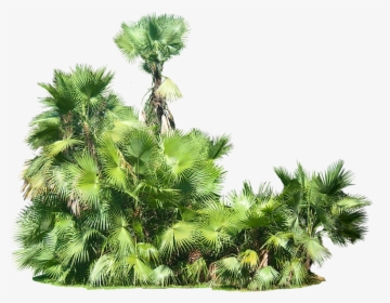 Tree Bush Png - Palm Tree Bush Png, Transparent Png, Free Download