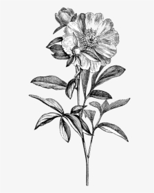 Peony Botany Drawing Clip Art - Vintage Flower Drawing Png, Transparent Png, Free Download