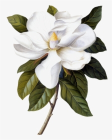 Transparent Magnolia Png - Georg Dionysius Ehret Magnolia, Png Download, Free Download