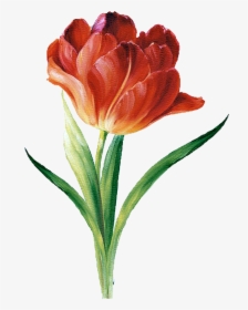 Flower Silhouette, Botanical Illustration, Illustration - Botanical Flowers Illustration Png, Transparent Png, Free Download