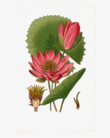 Egyptian Lotus Botanical Illustration, HD Png Download, Free Download