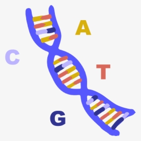 Innovative Genomics Institute Igi - Dna Illustration Transparent Png, Png Download, Free Download