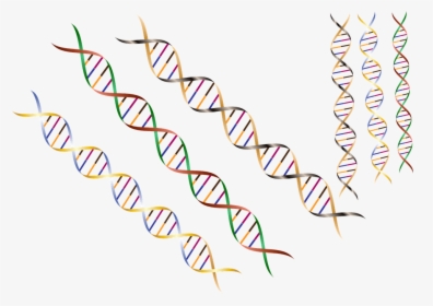 Dna, Dna Strand, Dna Helix, Helix, Research, Science, HD Png Download, Free Download