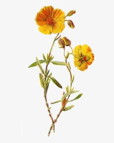 Transparent Wild Flowers Png - Wildflower Png, Png Download, Free Download