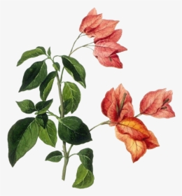 Bougainvillea Drawing Botanical Illustration - Flower Illustration Botanical, HD Png Download, Free Download