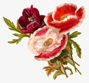 Poppy Clipart Vintage - Botanical Flower Illustration Png, Transparent Png, Free Download