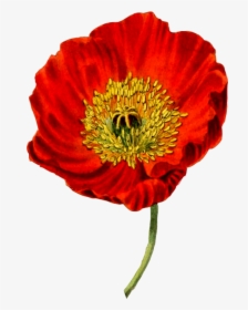Flower,coquelicot,petal - Botanical Drawing Of A Poppy, HD Png Download, Free Download