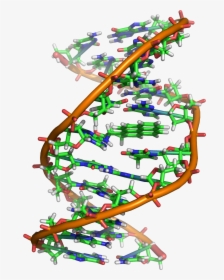 Benzopyrene Dna Adduct 1jdg - Cancer In Dna, HD Png Download, Free Download