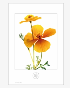 Picture Of Escolzia Aboca Botanical Art Flower - Wallflower, HD Png Download, Free Download