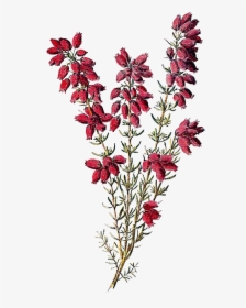 Botanical Wildflower Image Heather Flowers Clip Art - Heather Clip Art, HD Png Download, Free Download