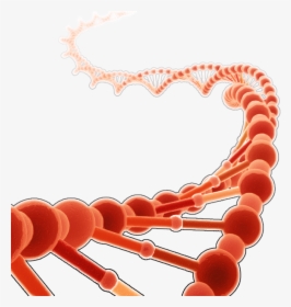 Dna Clipart Red - Dna Hd Png Red, Transparent Png, Free Download