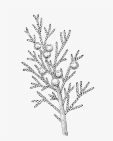 Juniper - Hoja De Ceiba Dibujo, HD Png Download, Free Download