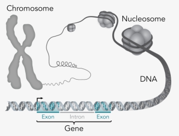 Chromosome Dna Gene - Gen Aufbau, HD Png Download, Free Download