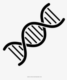 Dna Coloring Page - Transparent Background Dna Icon, HD Png Download, Free Download