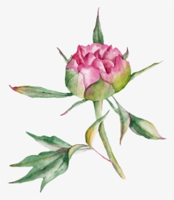 Collection Of Free Rose Drawing Watercolor Download - Watercolor Botanical Png, Transparent Png, Free Download