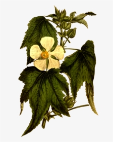 Botanical Illustration, HD Png Download, Free Download