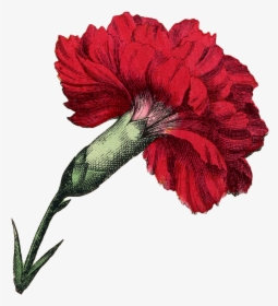 Transparent Red Carnation Png - Carnation Flower Botanical, Png Download, Free Download