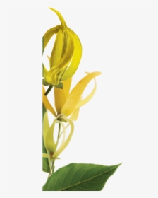 Ylang Botanical Left - Ylang Ylang Clear Background, HD Png Download, Free Download
