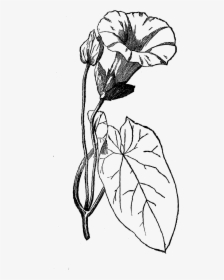 Flower Botanical Art Illustration Download - Parts Of Morning Glory Flower, HD Png Download, Free Download