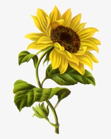 Common Sunflower Drawing Botanical Illustration Watercolor - Sunflower Drawing, HD Png Download, Free Download