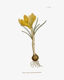 Bgtransp-the Botanical Magazine, Plate 45 - Botany, HD Png Download, Free Download