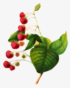 Botanical Fruit Illustration Png, Transparent Png, Free Download