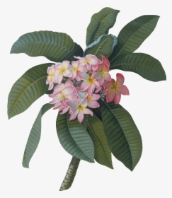 Wall Stickers Of Plumeria By V&a - Georg Dionysius Ehret, HD Png Download, Free Download