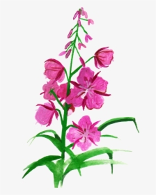 Vector Free Download Botanical Illustration Flower - Fireweed Clipart Png, Transparent Png, Free Download