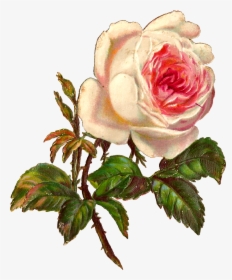 Flower,flowering Plant,garden � Family,plant,hybrid - Vintage Botanical Illustration Rose, HD Png Download, Free Download