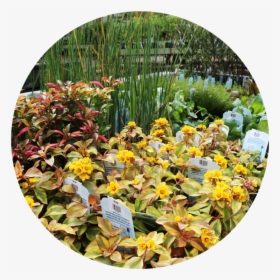 Water Garden Plants - Botanical Garden, HD Png Download, Free Download