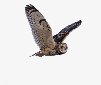 Owl, Predator, Flying, Animal, Wildlife, Nature - Proverbios 17 28, HD Png Download, Free Download