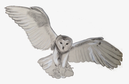 Tawny Owl Bird Flight Barn Owl - Barn Owl Transparent, HD Png Download, Free Download