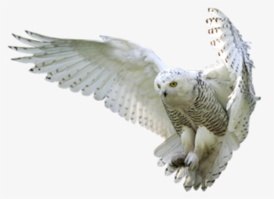 Owl Harry Potter And The Goblet Of Fire Hedwig - Animaux De La Nuit, HD Png Download, Free Download