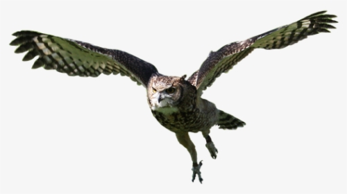 Owl, Flying, Bird, Animal, Nature, Wildlife, Predator - Osprey, HD Png Download, Free Download