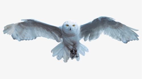 Harry Potter Hedwig Png - Harry Potter Owl Flying, Transparent Png, Free Download