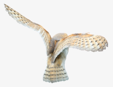 Barn Owl Flying Transparent Background, HD Png Download, Free Download