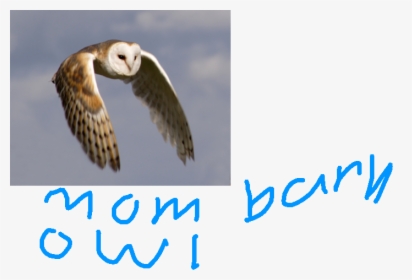 Transparent Sad Owl Clipart - Australian Masked Owl Flying, HD Png Download, Free Download